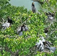 Xuất hiện đàn chim cổ rắn quý hiếm làm tổ tại Biên Hòa, Đồng Nai