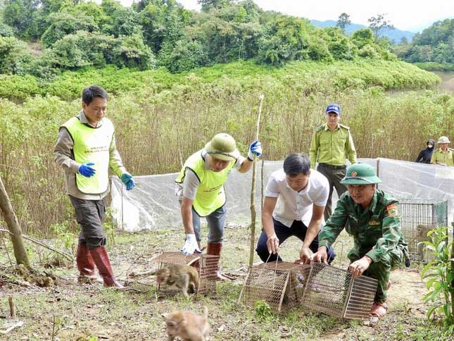 Phát hiện rùa quý hiếm bò qua đường ở Hà Tĩnh