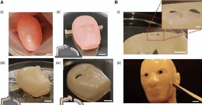 Robot sống tự sinh sản: Bước đột phá khoa học và những hệ lụy tiềm ẩn!