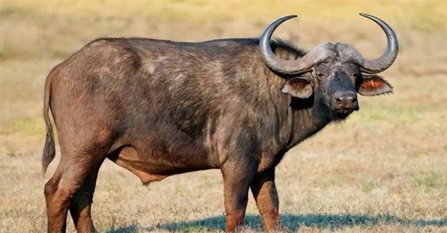 Tại sao người châu Phi không thuần hóa được trâu rừng châu Phi?