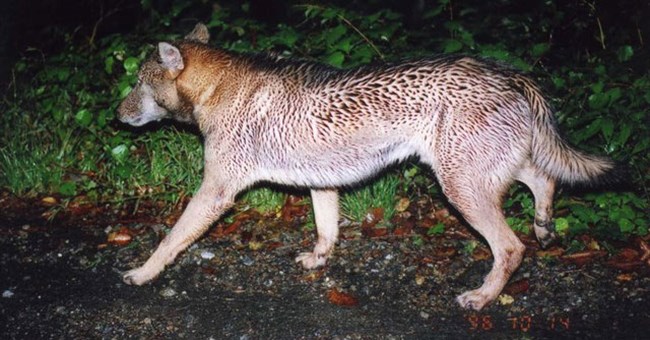 Bằng chứng hình ảnh và âm thanh cho thấy: "Sói ma" Nhật bản có thể vẫn còn tồn tại