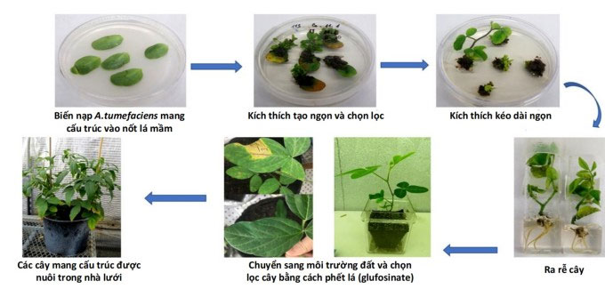 Sơ đồ quy trình chuyển gene trên cây đậu tương