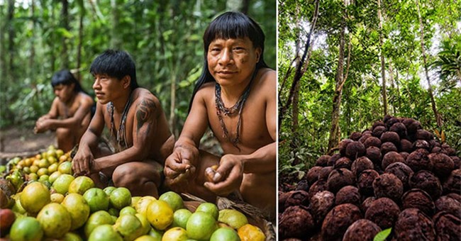 Tại sao rừng nhiệt đới Amazon lại có nhiều loại cây ăn được như vậy?