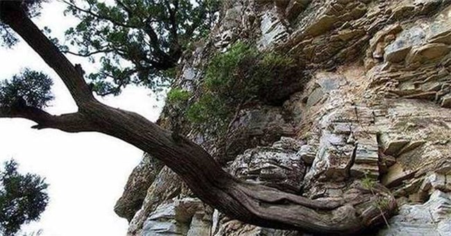 Loại gỗ quý hiếm được ví là "báu vật": Không thể trồng nhân tạo, mùi thơm lưu giữ qua hàng trăm nghìn năm