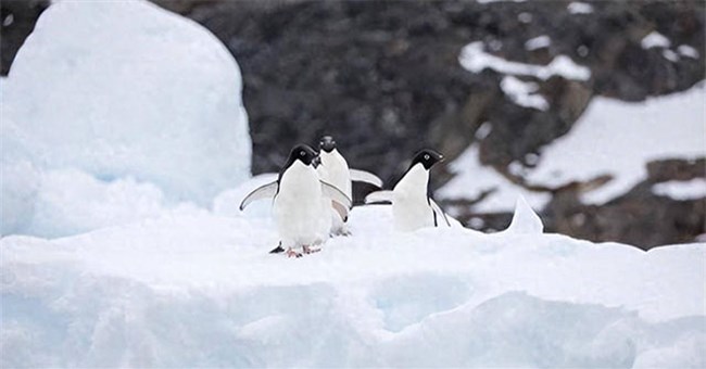 Điều gì sẽ xảy ra nếu mang những con chim cánh cụt tới sinh sống ở Bắc Cực?