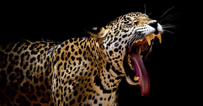 Loài động vật có cú cắn "vô địch thiên hạ", mạnh gấp 117 lần ở người: Không kẻ nào săn nổi chúng!