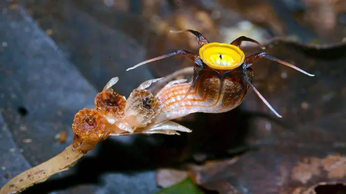 Phát hiện loài cây mới chuyên 