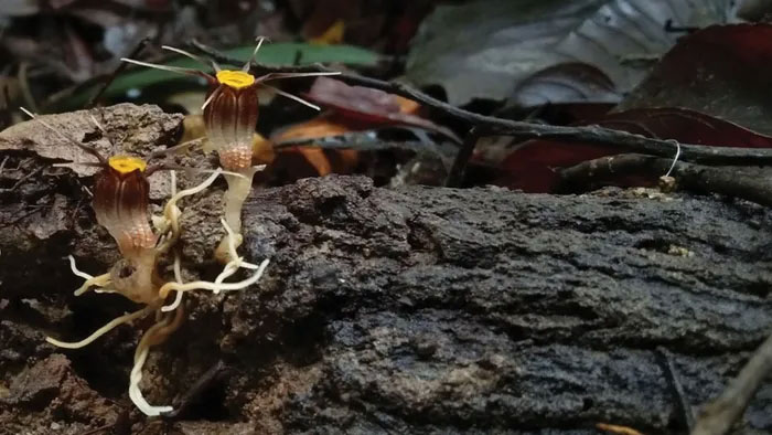 Phát hiện loài cây mới chuyên 