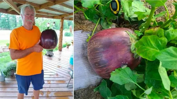 Mr. Dave Bennett and the world's largest eggplant