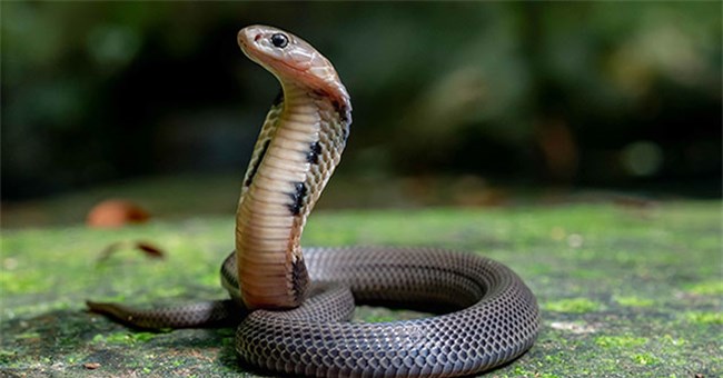Loài rắn độc nguy hiểm, xuất hiện nhiều tại miền Bắc ở thời điểm hiện tại