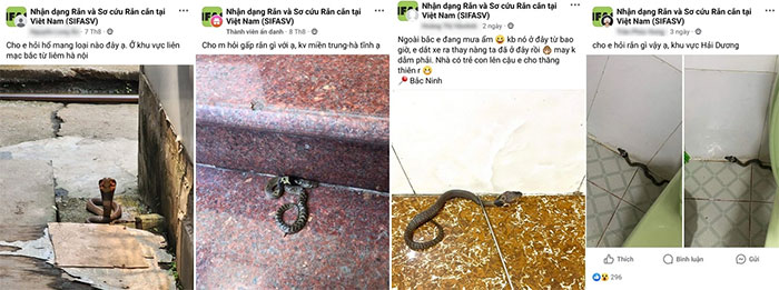 Loài rắn độc nguy hiểm, xuất hiện nhiều tại miền Bắc ở thời điểm hiện tại