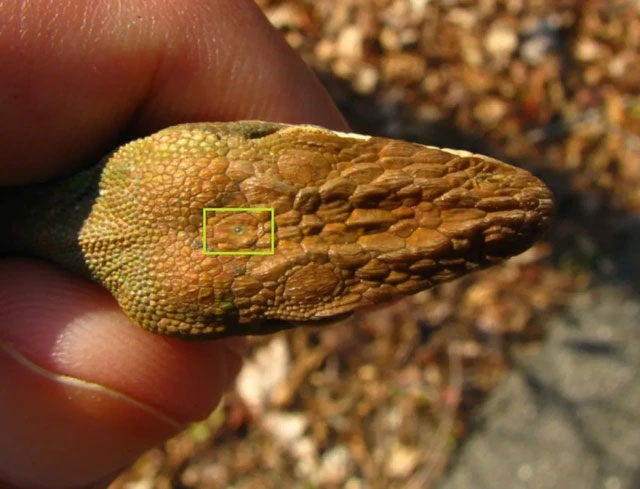 Bí ẩn về loài Tuatara: Chứng nhân sống sót từ thời kỳ khủng long sở hữu 
