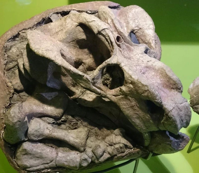 Bí ẩn về loài Tuatara: Chứng nhân sống sót từ thời kỳ khủng long sở hữu 