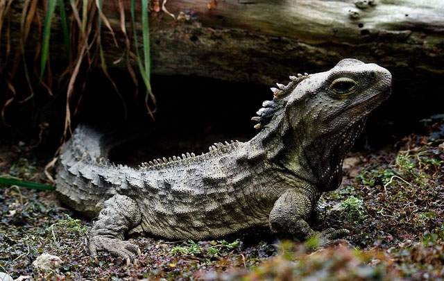 Bí ẩn về loài Tuatara: Chứng nhân sống sót từ thời kỳ khủng long sở hữu 