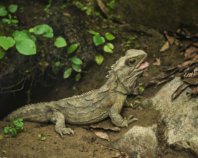 Bí ẩn về loài Tuatara: Chứng nhân sống sót từ thời kỳ khủng long sở hữu 