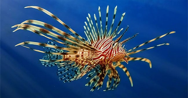 Top 10 loài cá bạn không bao giờ muốn chạm trán