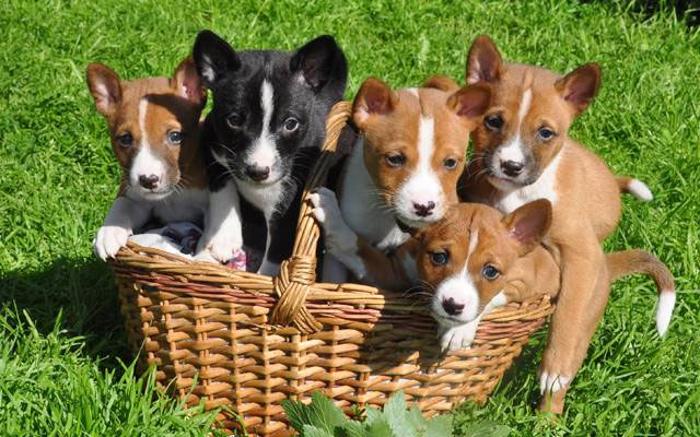 Loài chó không bao giờ sủa, khó đào tạo nhất nhì thế giới