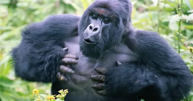 Tại sao chúng ta không bao giờ nên tự vỗ ngực trước mặt một con Gorilla?