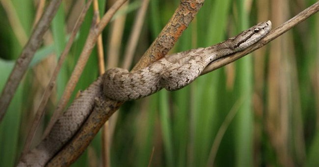 "Lãnh địa" loài rắn độc ở Trung Quốc chứa 20.000 con: Nếu thả 2 con lửng mật vào thì chuyện gì sẽ xảy ra?