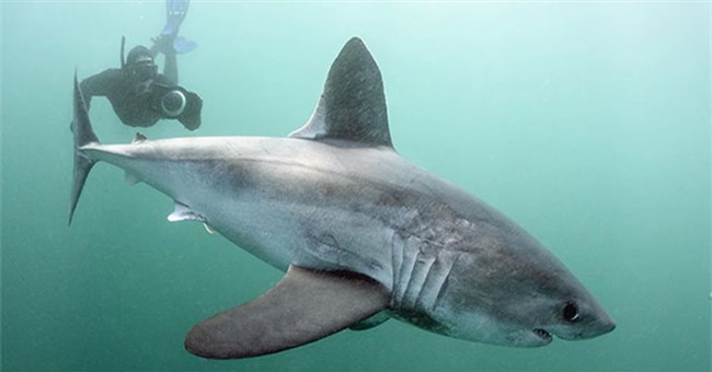 Vụ "án mạng" bí ẩn trong lòng đại dương: Sinh vật nào đã ăn thịt cả một con cá mập khổng lồ đang mang thai?