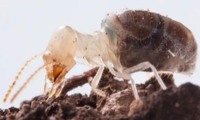 Một con mối Neocapritermes taracua.