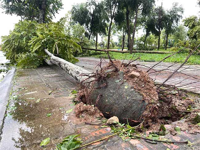 Cây xanh bật gốc còn nguyên bầu.