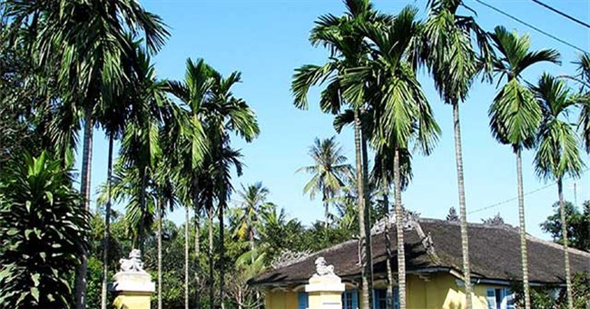 Tại sao cây cối gãy đổ ngổn ngang sau bão Yagi, chỉ riêng cây cau là đứng vững?