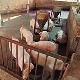 Vì sao người Mỹ không hề thích ăn thịt lợn, nhưng họ lại là một trong những quốc gia sản xuất thịt lợn lớn nhất?
