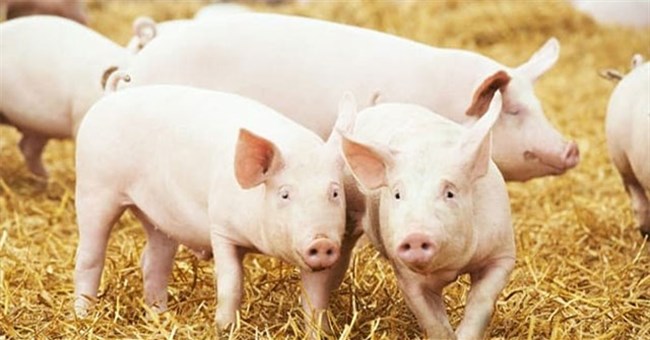 Vì sao người Mỹ không hề thích ăn thịt lợn, nhưng họ lại là một trong những quốc gia sản xuất thịt lợn lớn nhất?