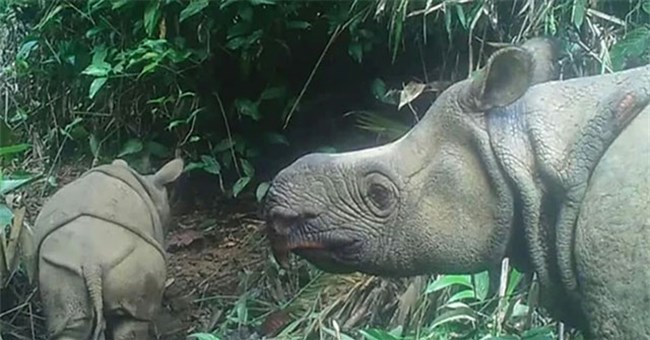 Loài vật quý hiếm bậc nhất hành tinh, cả thế giới chỉ còn 80 con