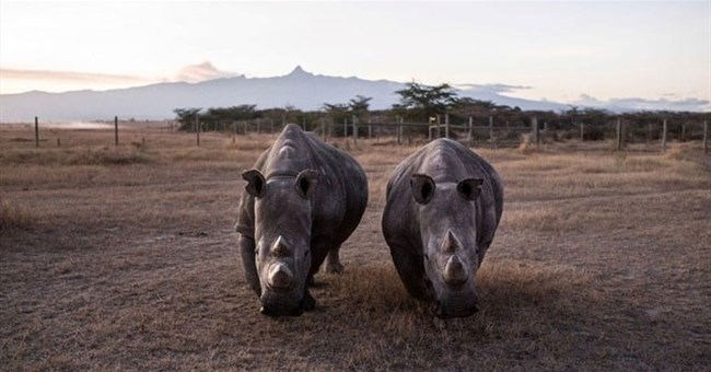 Loài vật quý hiếm bậc nhất hành tinh, cả thế giới chỉ còn 2 cá thể