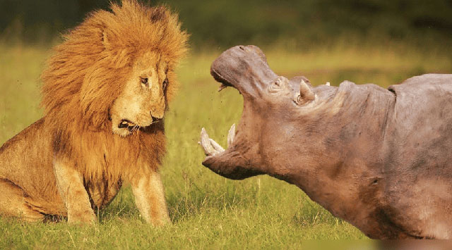 Hà mã còn nổi tiếng với tính bảo vệ lãnh thổ cao