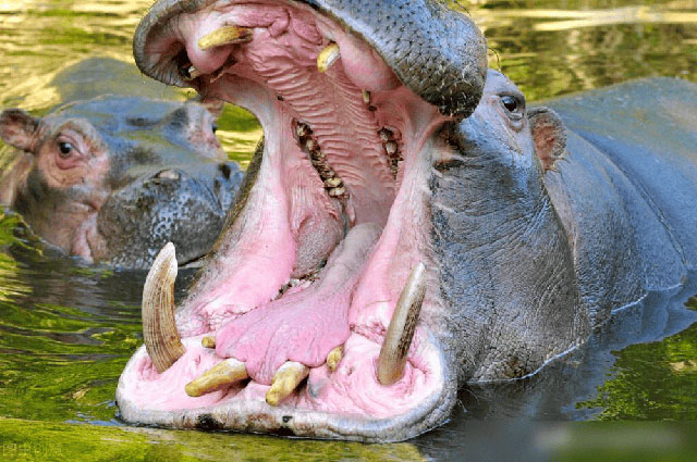  Hà mã thường đào các vũng nước lớn để ngâm mình và làm mát. 