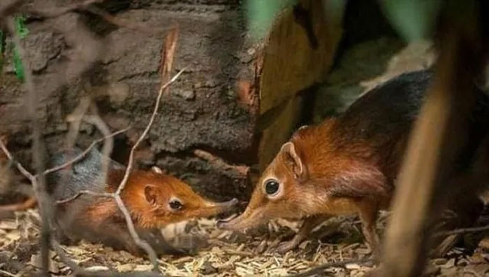 Phát hiện loài chuột chù voi tí hon sau 50 năm biến mất