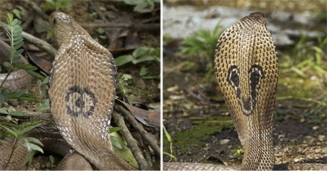 Những loài rắn hổ mang cực độc phân bố tại Việt Nam