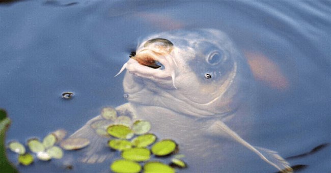 Liệu cá chép có thể sống 10 năm trong bể nước mà không cần cho ăn?