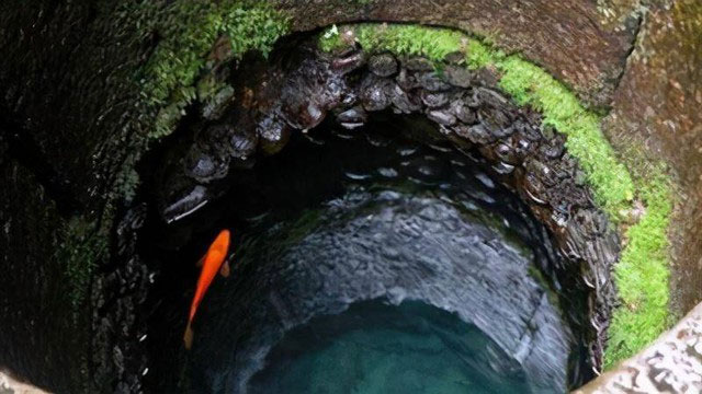 Tại một số vùng, người dân thả cá chép vào giếng để giúp làm sạch nước.