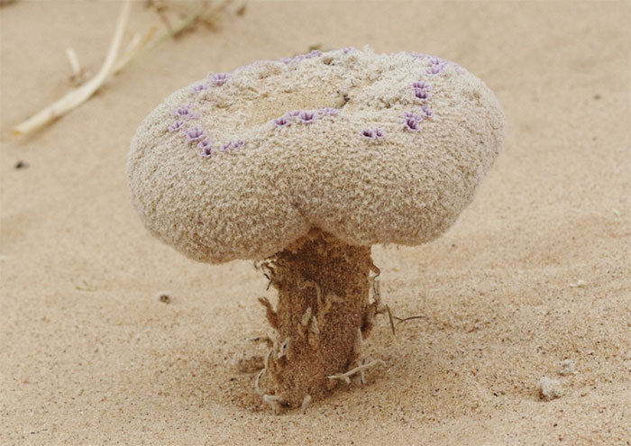 Loài hoa này còn mang một ý nghĩa văn hóa sâu sắc đối với các bộ lạc người Mỹ bản địa.