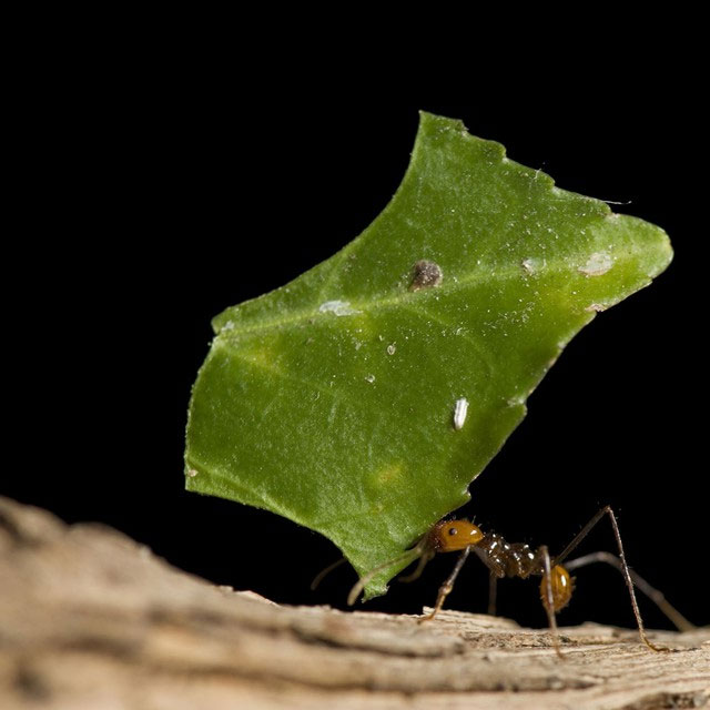 Kiến cũng có khả năng "canh tác nông nghiệp" rất đáng nể.
