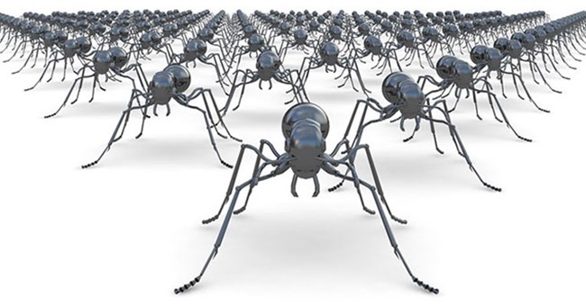 Tại sao nhiều nhà khoa học cho rằng kiến là sinh vật tiến hóa hoàn hảo nhất trên Trái đất?