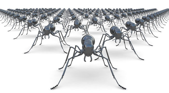 Kiến được nhìn nhận như những kỹ sư "hoàn hảo" trong tự nhiên.