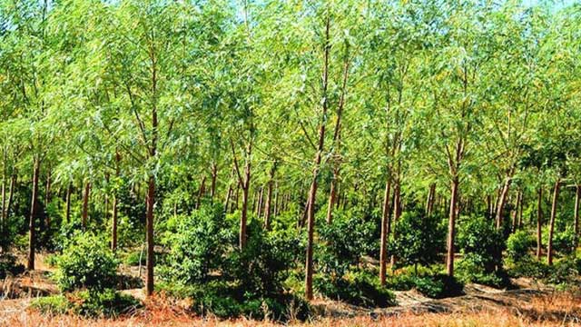 Loại cây quý giá của thế giới trồng ở Việt Nam: Từ rễ tới lá đều bán được, tinh dầu giá 8.000 USD/lít