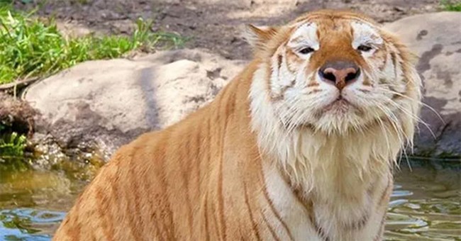 Loài vật quý hiếm bậc nhất hành tinh, cả thế giới chỉ có 30 cá thể