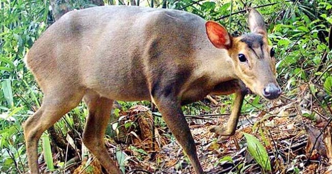 Loài vật quý hiếm bậc nhất thế giới, chỉ có duy nhất ở Việt Nam