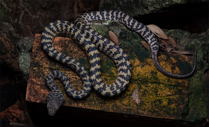  Rắn lục Hòn Sơn có phần đầu lớn, phân biệt rõ với cổ và thân 