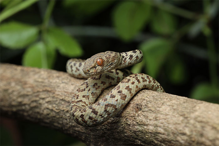 Màu sắc của rắn lục Hòn Sơn giúp chúng dễ ngụy trang để lẩn trốn hoặc săn mồi