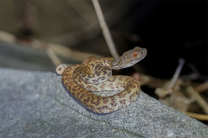 Rắn lục Hòn Sơn sở hữu đôi mắt to màu cam hoặc nâu
