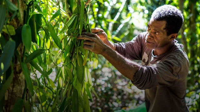 3 gia vị quý hiếm có khó tìm của thế giới: Một loại ở Việt Nam mọc khắp nơi!