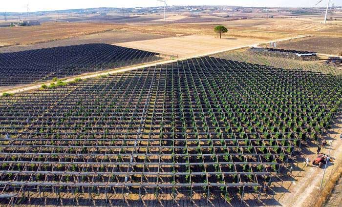 Vườn nho của La Svolta.