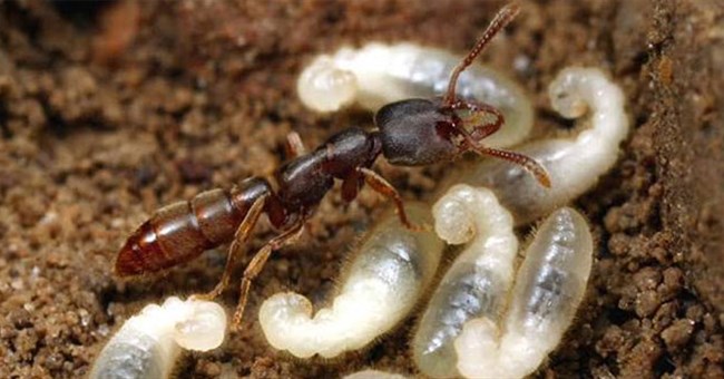 Hổ dữ không ăn thịt con, nhưng tại sao 5 loài này thì có?